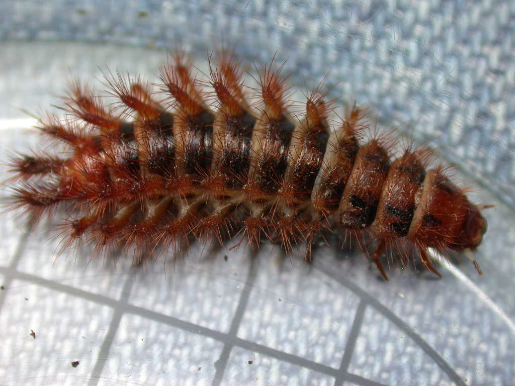 Larva di Drilidae